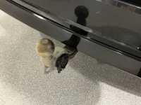 Skoda Octavia Combi Ambition 4x4 2 110kW thumbnail